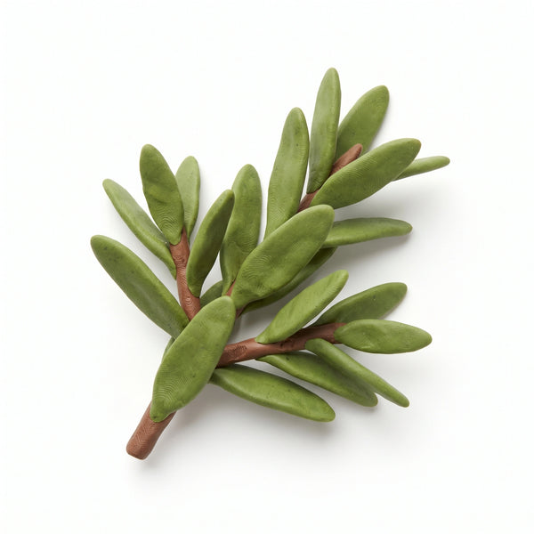 Olio essenziale di melaleuca