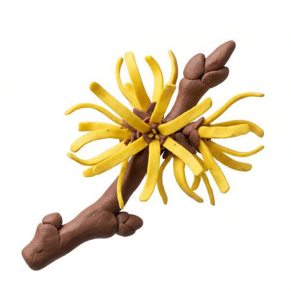 Amamelide
